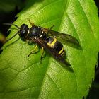 Aus der Familie der Faltenwespen (Vespidae), die ihre Flügel längs falten, . . .