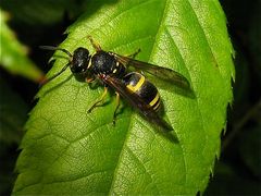 Aus der Familie der Faltenwespen (Vespidae), die ihre Flügel längs falten, . . .