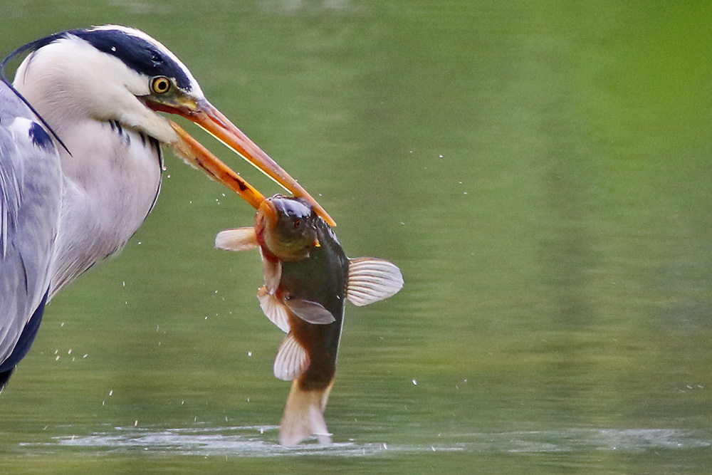 aus der Fisch