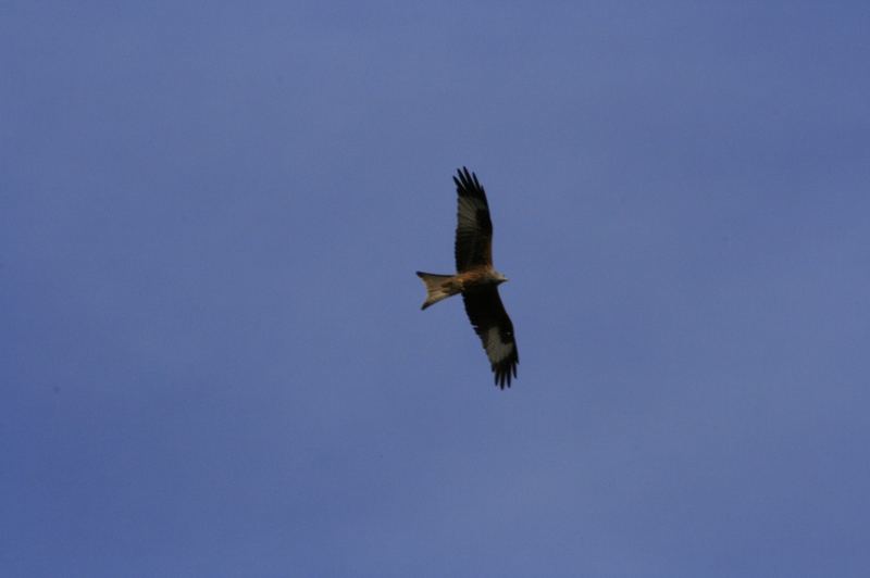 Aus der freien Hand mit 300mm fotografiert