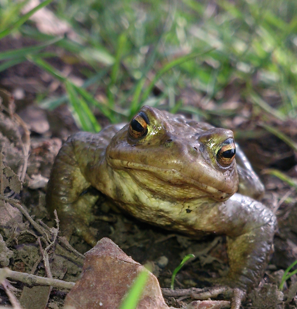 Aus der "Frosch"Perspektive