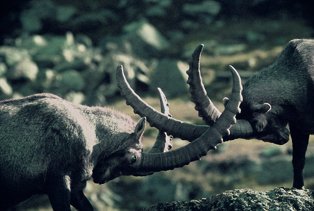 Aus der Frühzeit der Tierfotografie: 1967 Steinböcke am Gran Paradiso