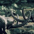 Aus der Frühzeit der Tierfotografie: 1967 Steinböcke am Gran Paradiso