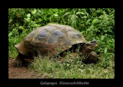 aus der Galapagos Inseln