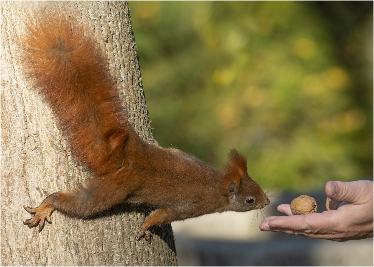 Aus der Hand gefressen