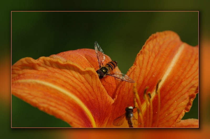 ...aus der Hand geschossen...eine Lilie mit Besuch