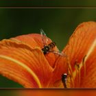 ...aus der Hand geschossen...eine Lilie mit Besuch