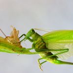 aus der Haut gefahren