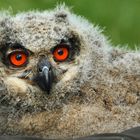  Aus der Kinderstube des Wildparks Lüneburger Heide