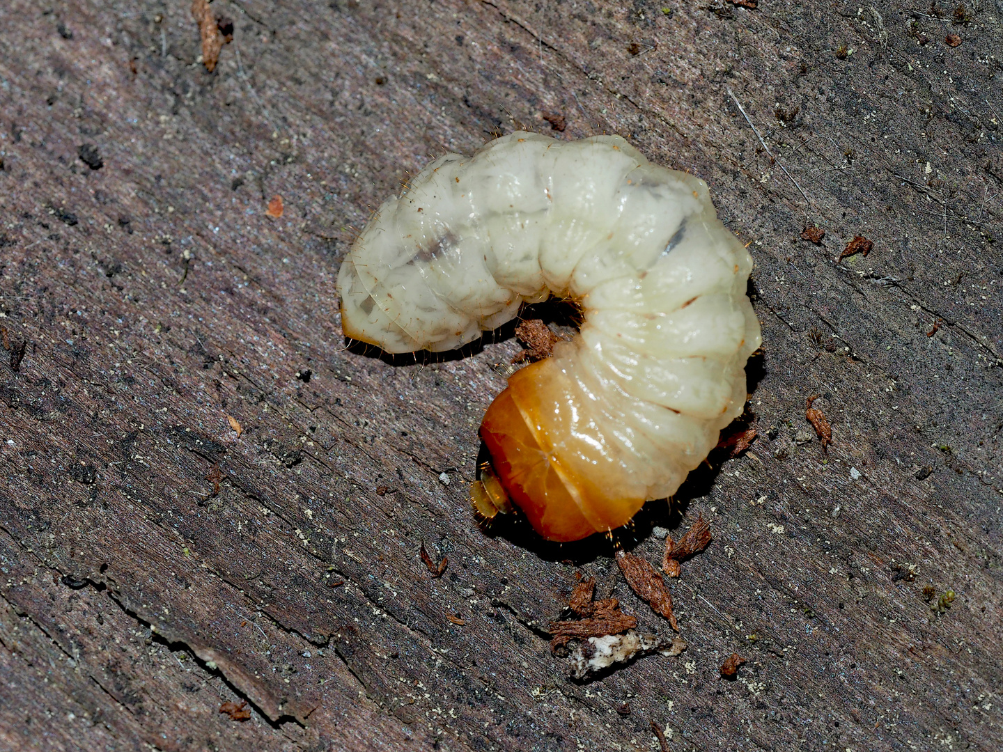 Aus der kleinen Larve entsteht dann ein Bockkäfer ...