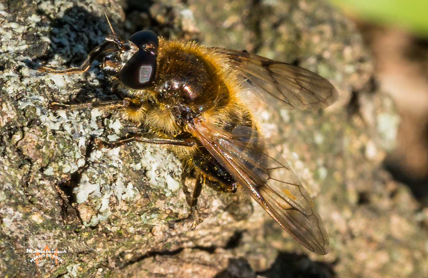 Aus der kleinen Tierwelt 