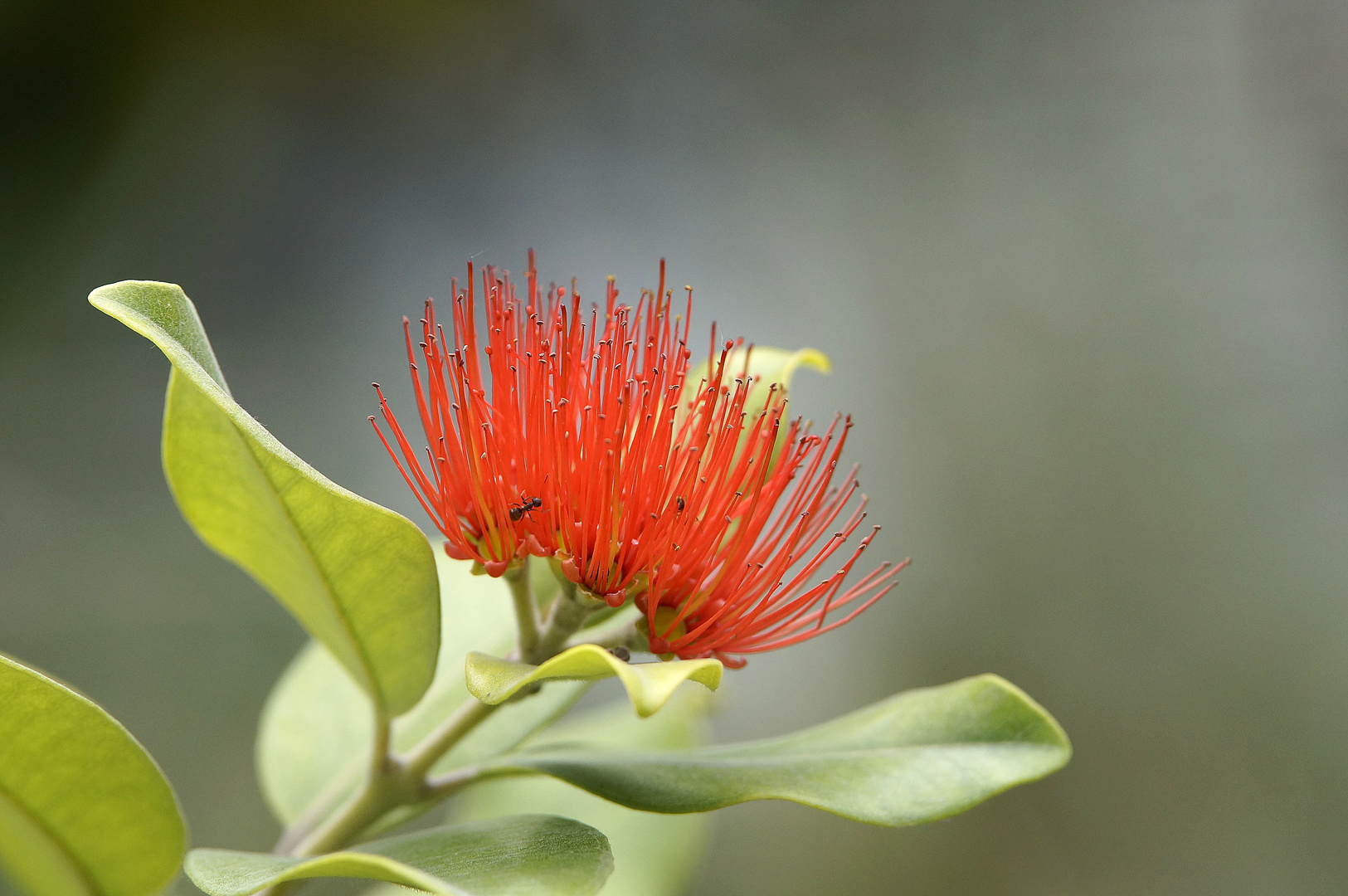 Aus der Kölner Flora