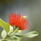 Aus der Kölner Flora