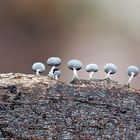 Aus der Mini-Welt: Baumwoll Stielkügelchen (Physarum nutans) - Mini moisissures! 