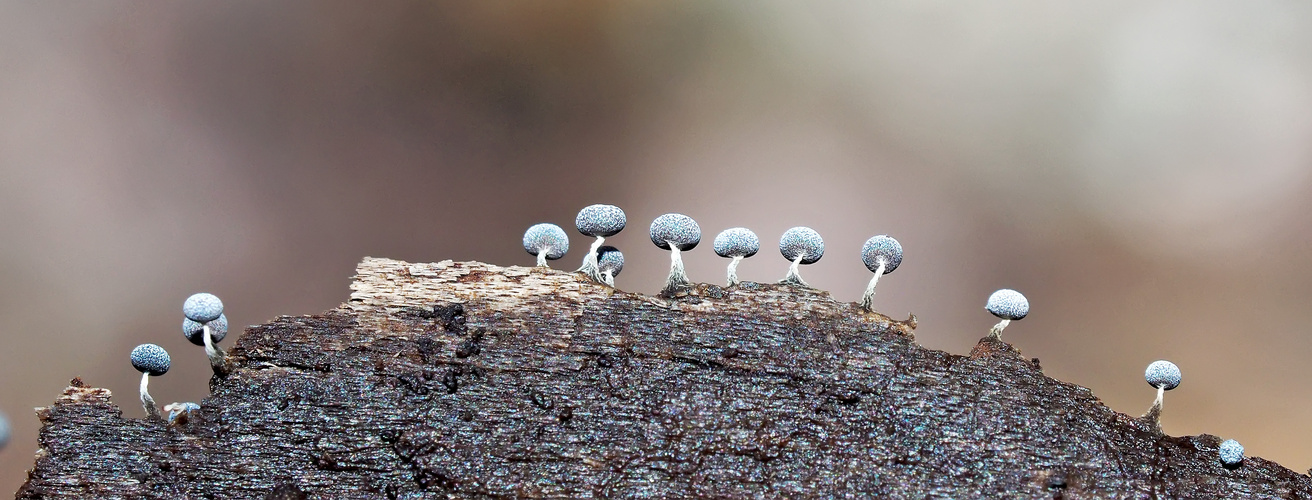 Aus der Mini-Welt: Baumwoll Stielkügelchen (Physarum nutans) - Mini moisissures! 