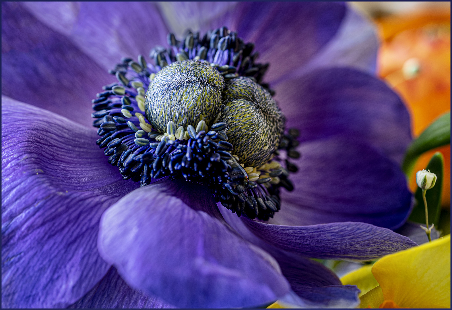 Aus der Mitte einer Anemone