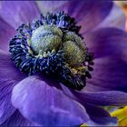 Aus der Mitte einer Anemone