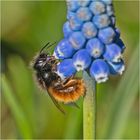 Aus der Mottenkiste (1) - Die Gehörnte Mauerbiene (Osmia cornuta) . . . 