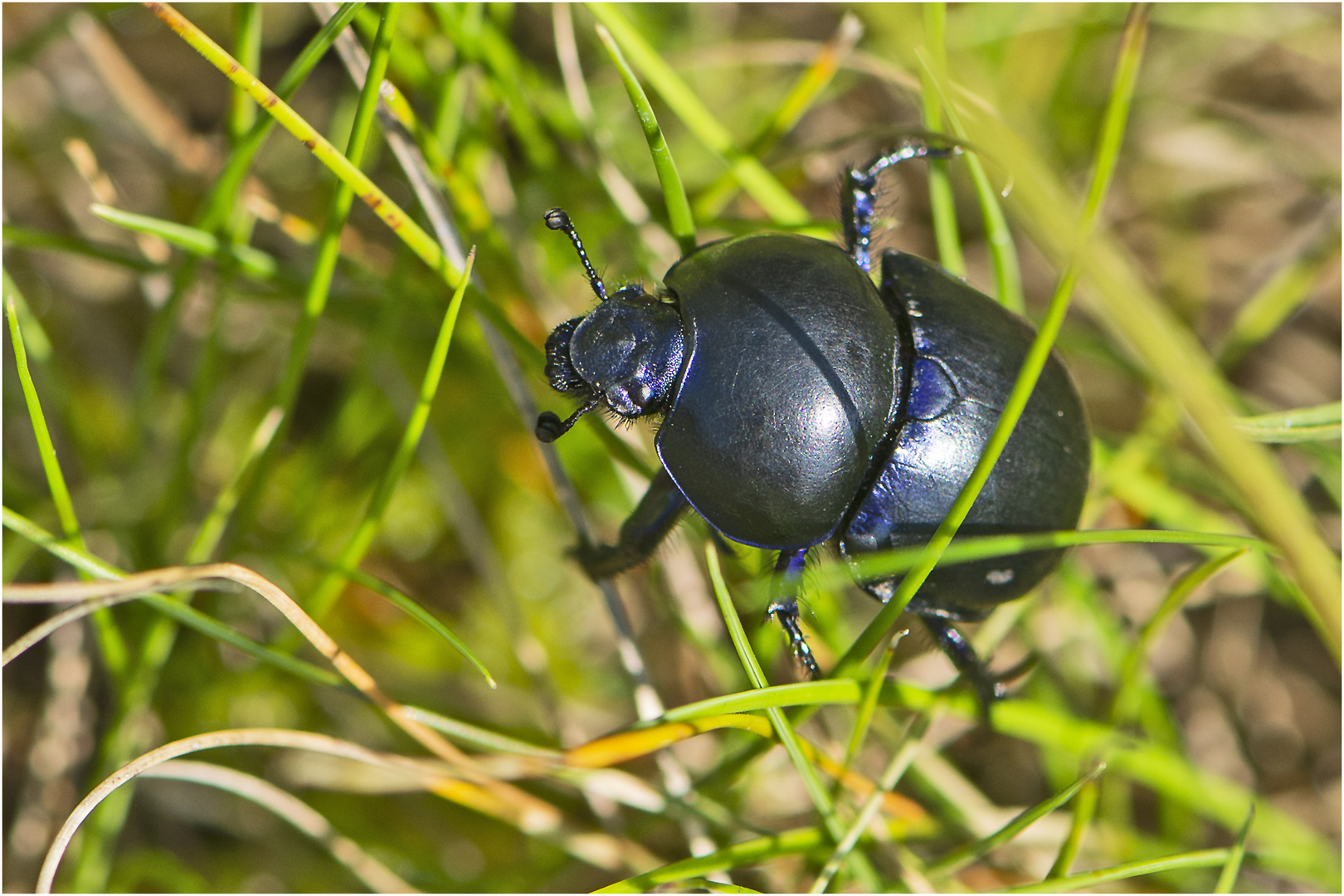 Aus der Mottenkiste (11) - Den Frühlingsmistkäfer (Geotrupes vernalis) . . .