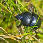 Aus der Mottenkiste (11) - Den Frühlingsmistkäfer (Geotrupes vernalis) . . .