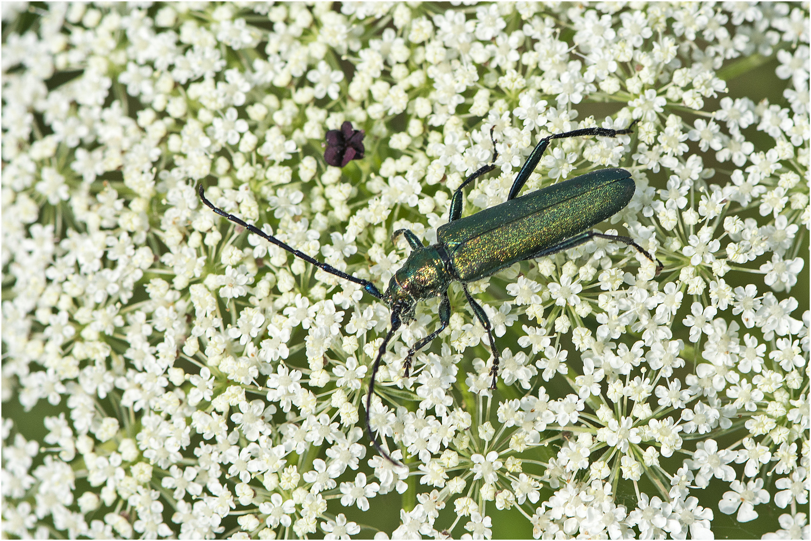 Aus der Mottenkiste (12) - Der Muschusbock (Aromia moschata) . . .