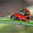 Aus der Mottenkiste (14) - Die Lilienhähnchen (Lilioceris lilii) . . .