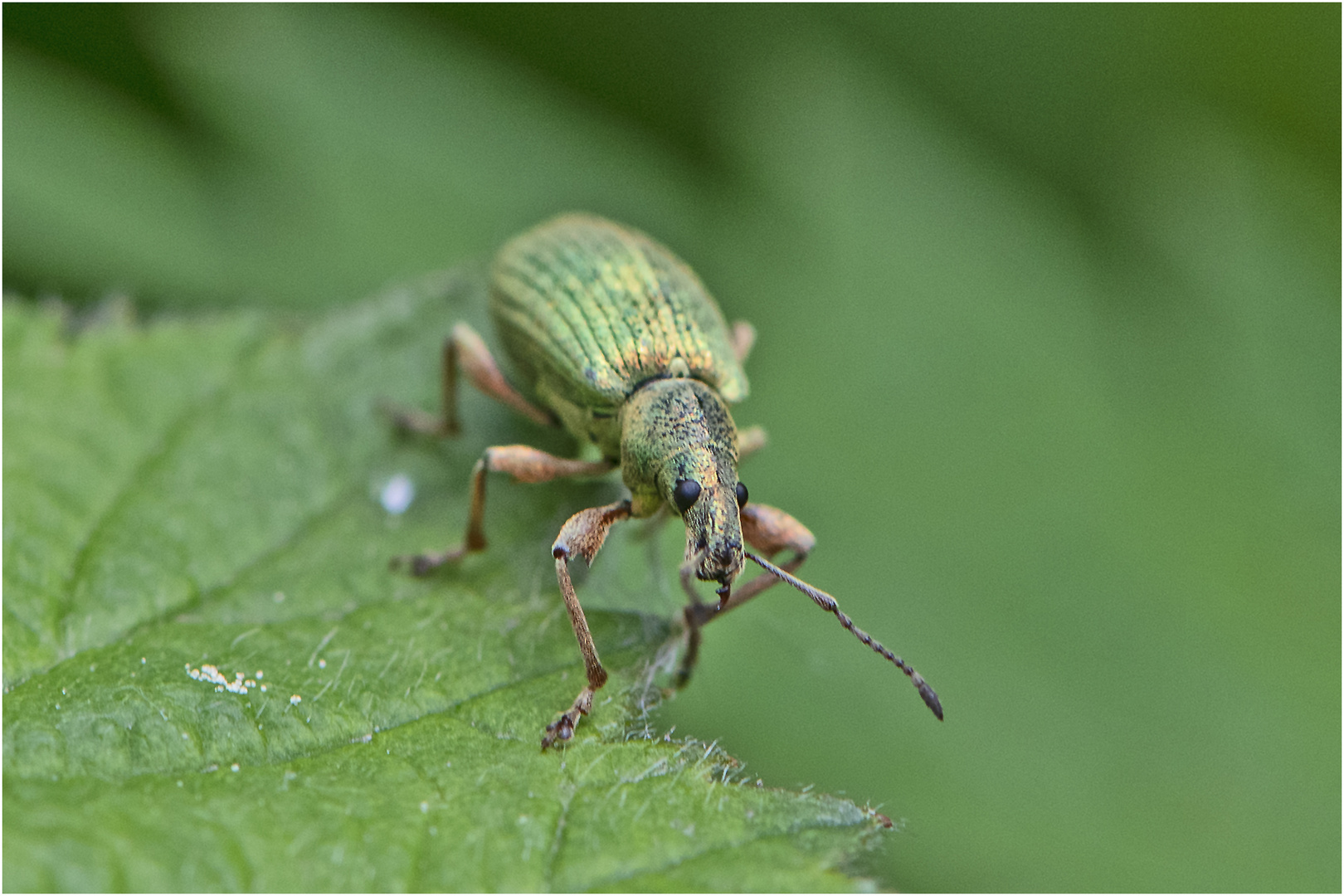 Aus der Mottenkiste (17) - Brennessel-Grünrüssler (Phyllobius pomaceus) . . .