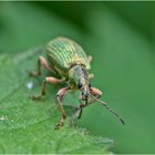 Aus der Mottenkiste (17) - Brennessel-Grünrüssler (Phyllobius pomaceus) . . .