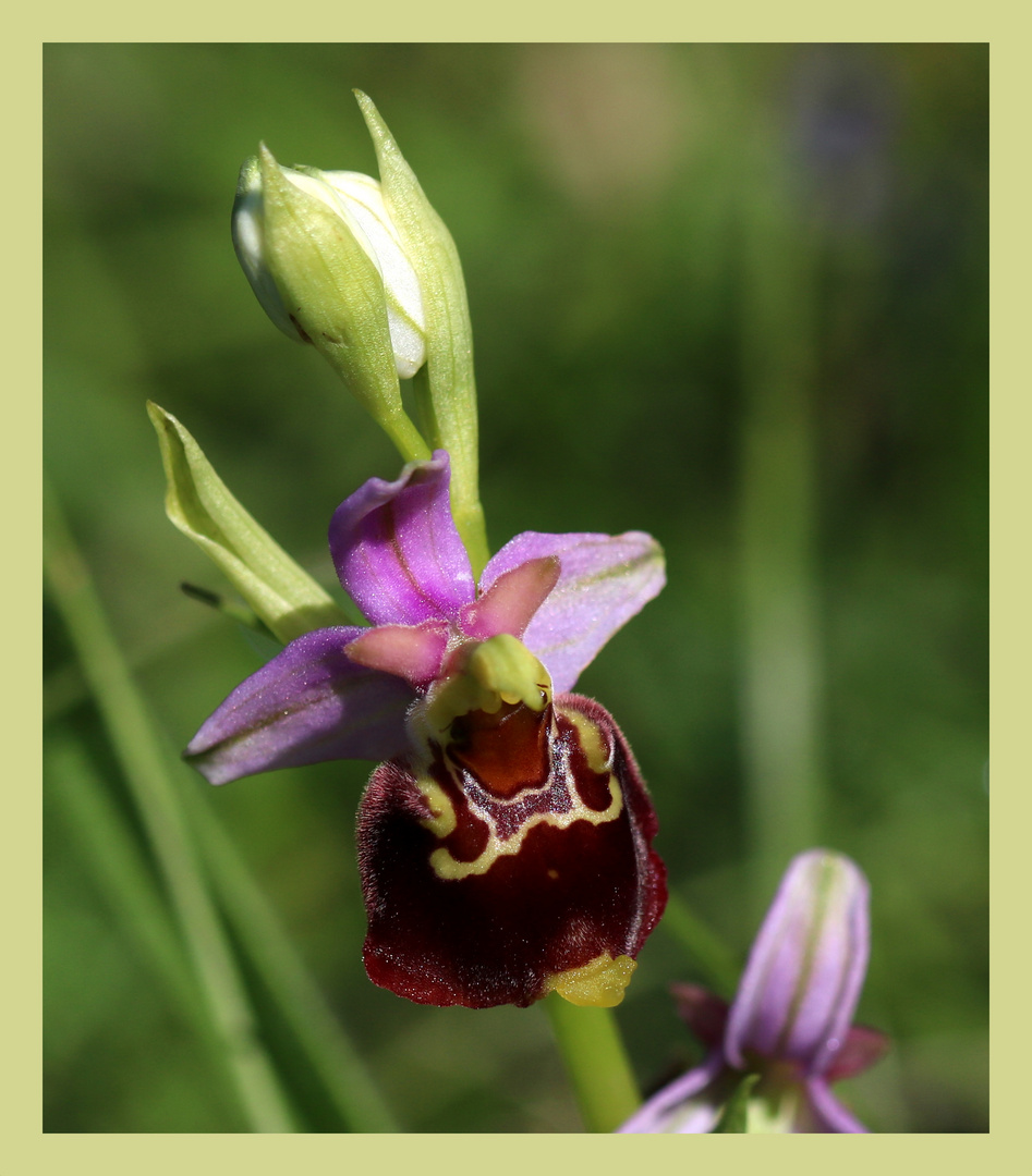 Aus der Orchideenkiste...