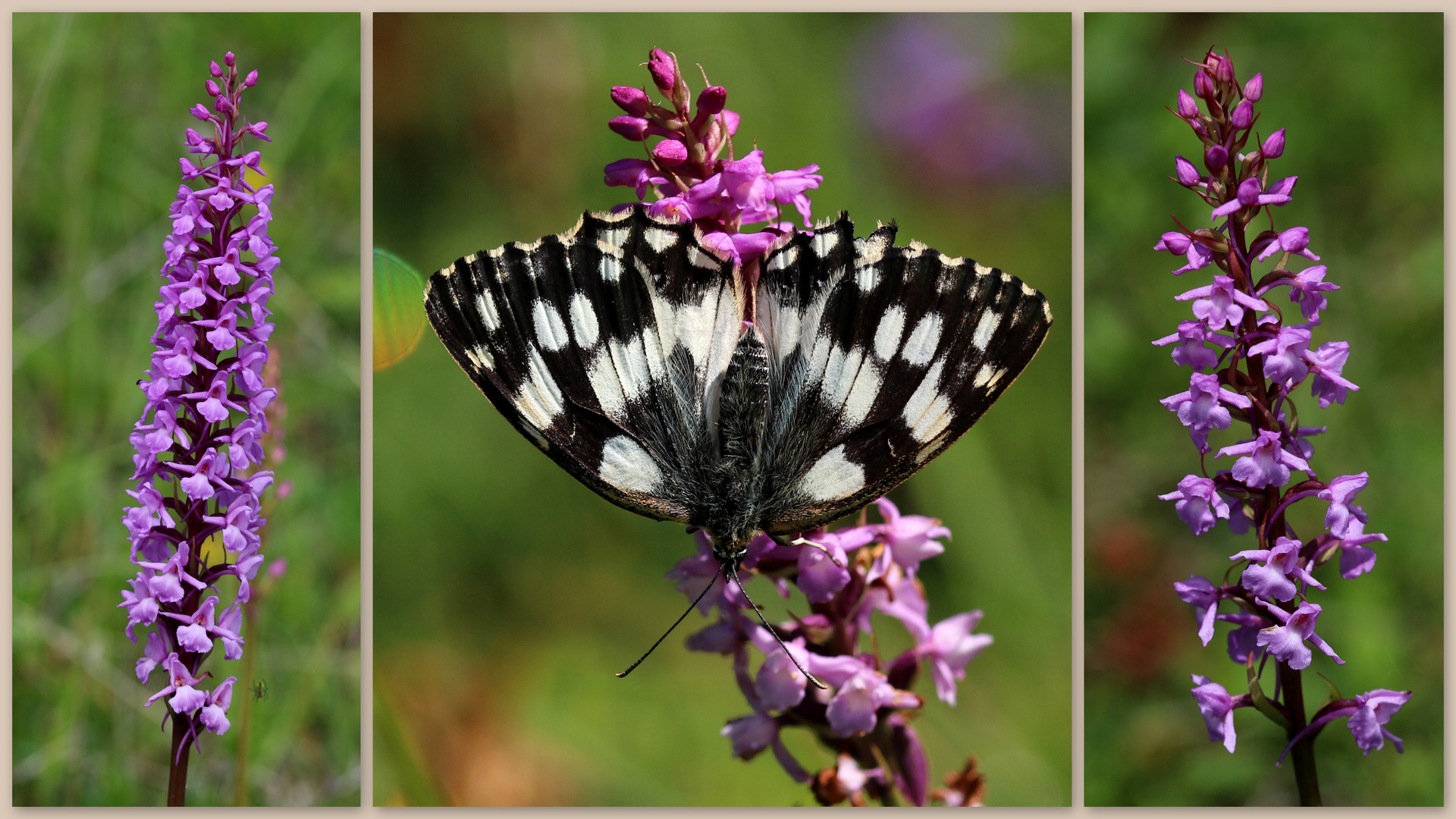 Aus der Orchideenkiste...