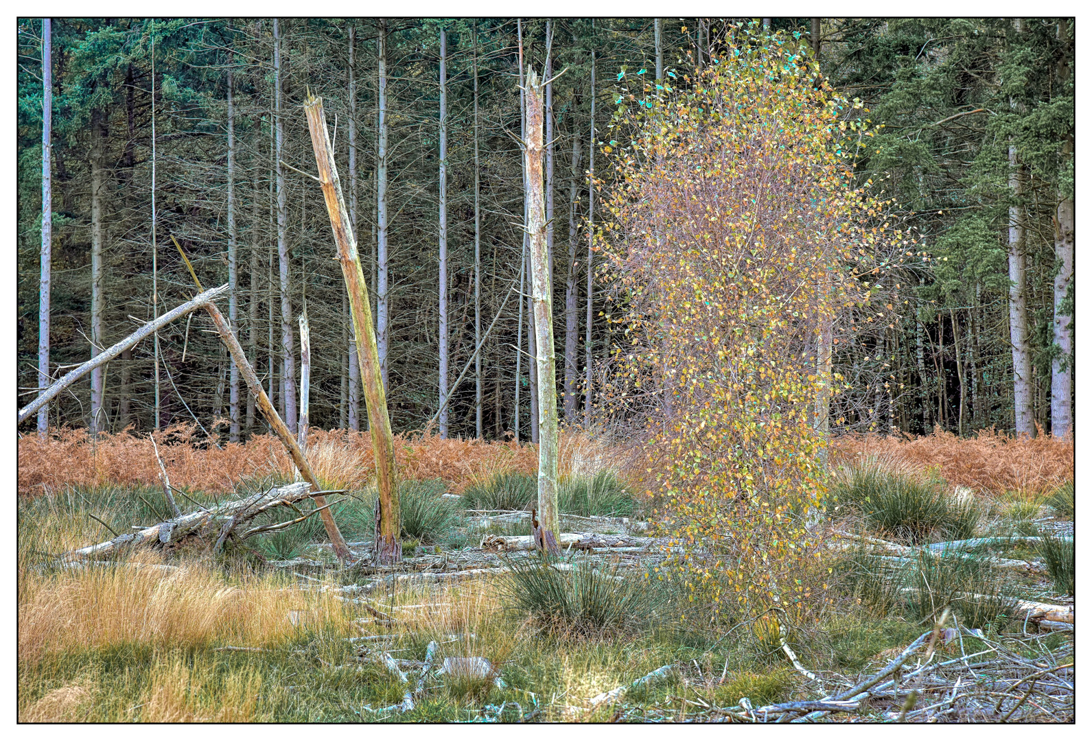 Aus der Patientenakte "Wald" I