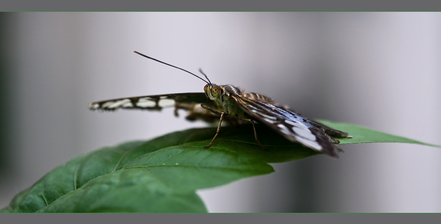 Aus der Raupe wird ein bunter Schmetterling.