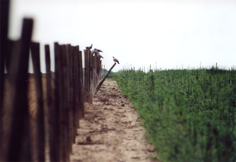 aus der Reihe getanzt