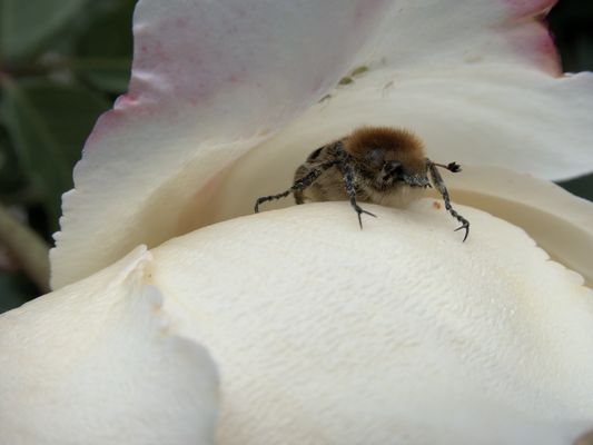 aus der Rose kommend