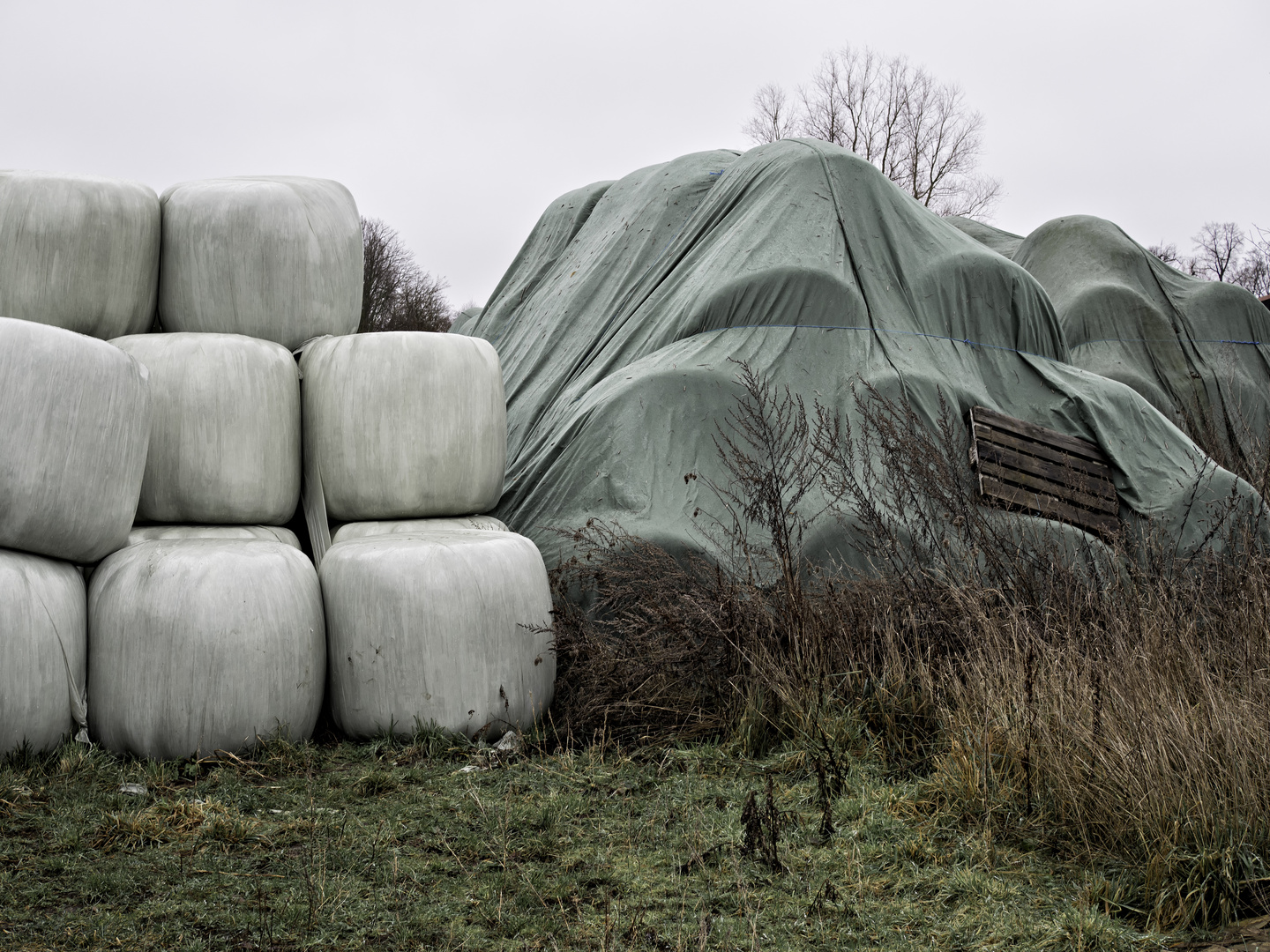 aus der Serie "Gras", 2021