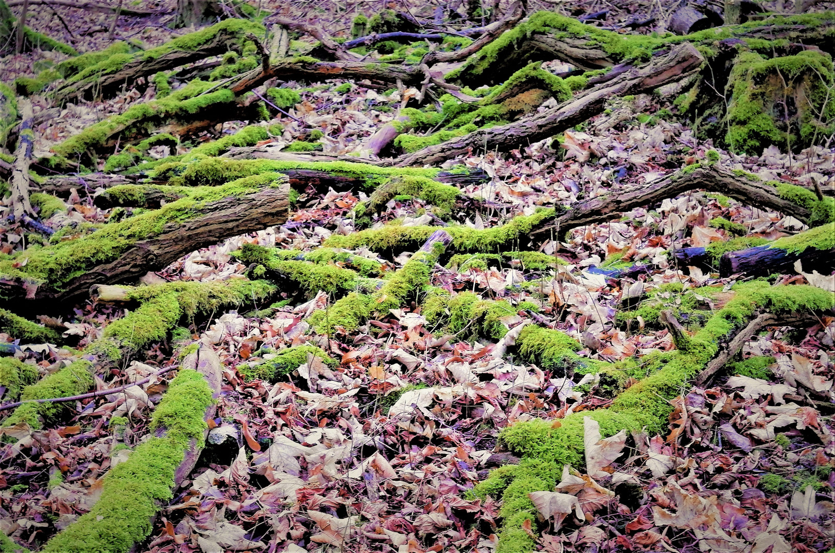 Aus der Serie - MOOS - WELTEN (Bild1.von 4.) Natur-Wald 