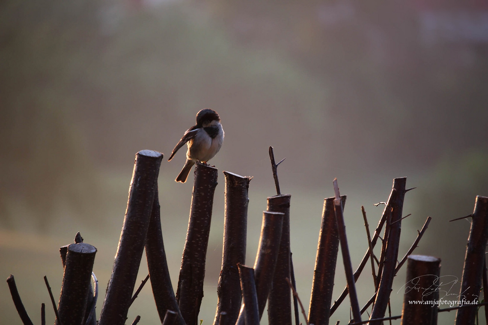 Aus der Serie Natur und Wildes Leben