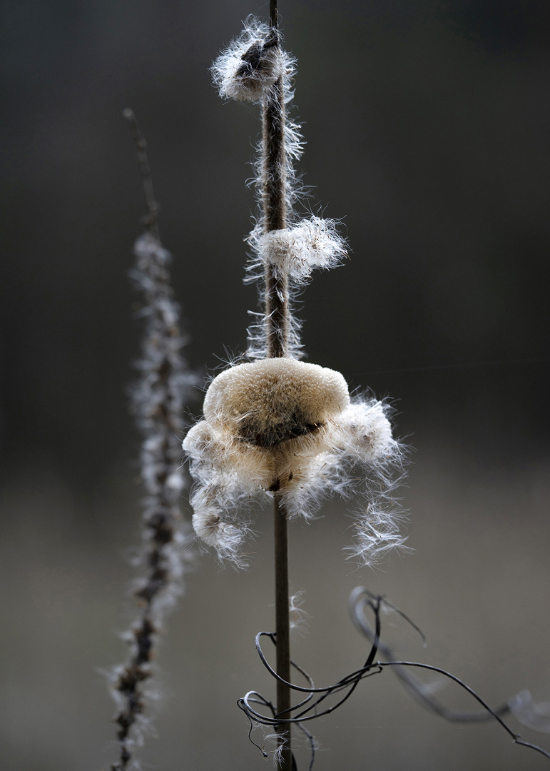 Aus der Serie: NATUR_ARCHITEKTUR