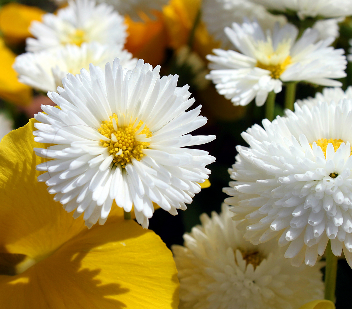 Aus der Sicht der Bienen