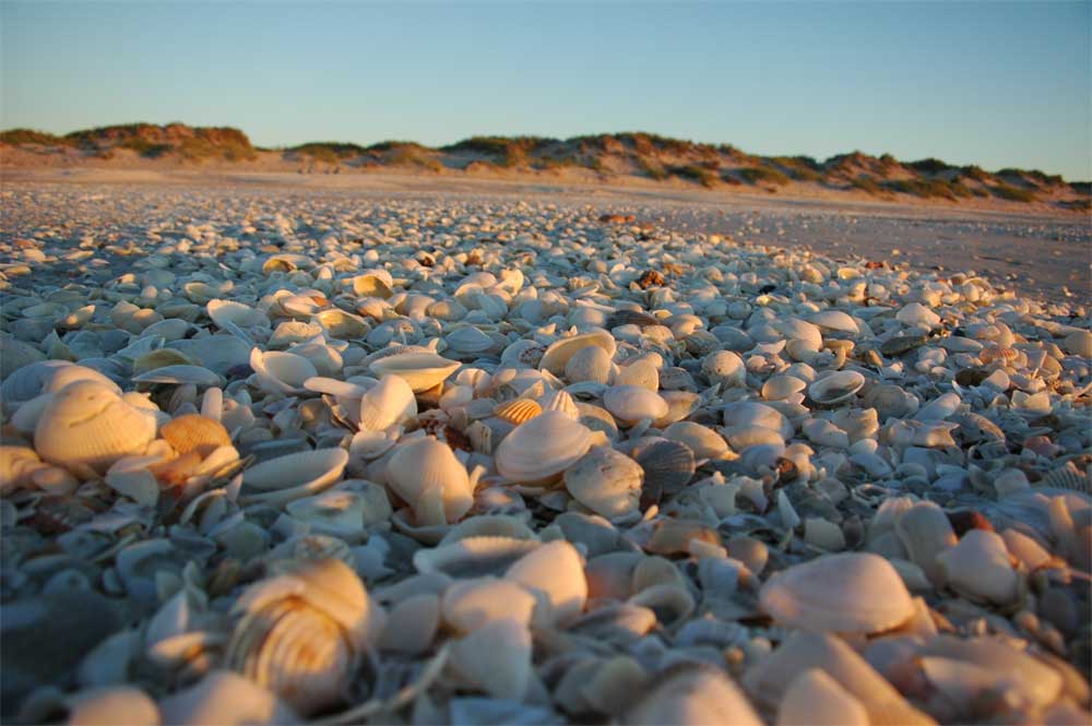 aus der Sicht der Muscheln