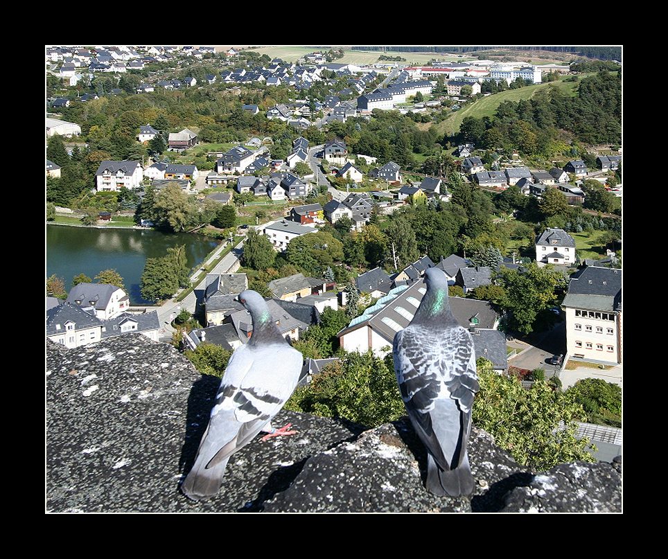 Aus der Sicht der Tauben...