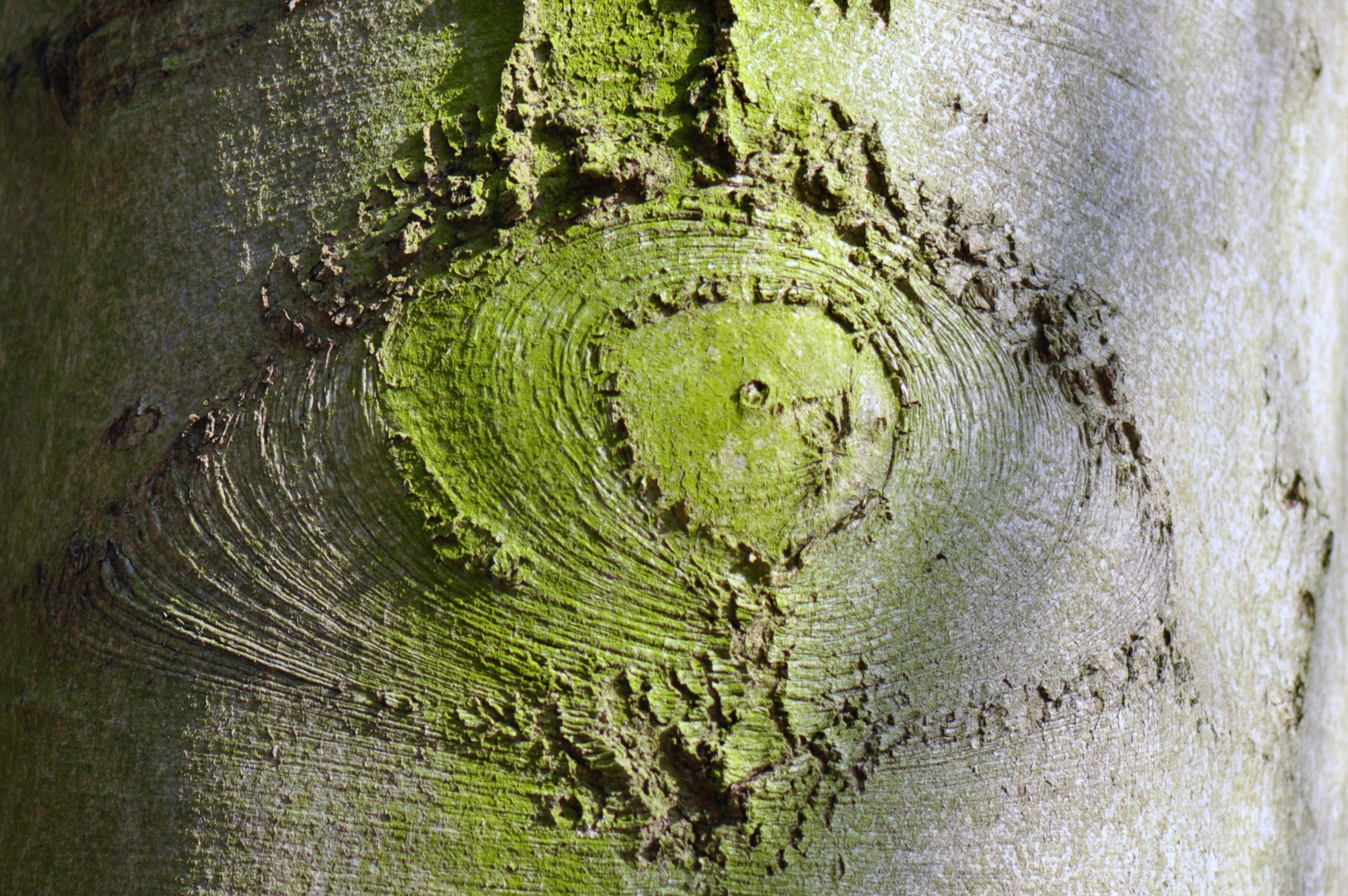 aus der Sicht einer alten Buche