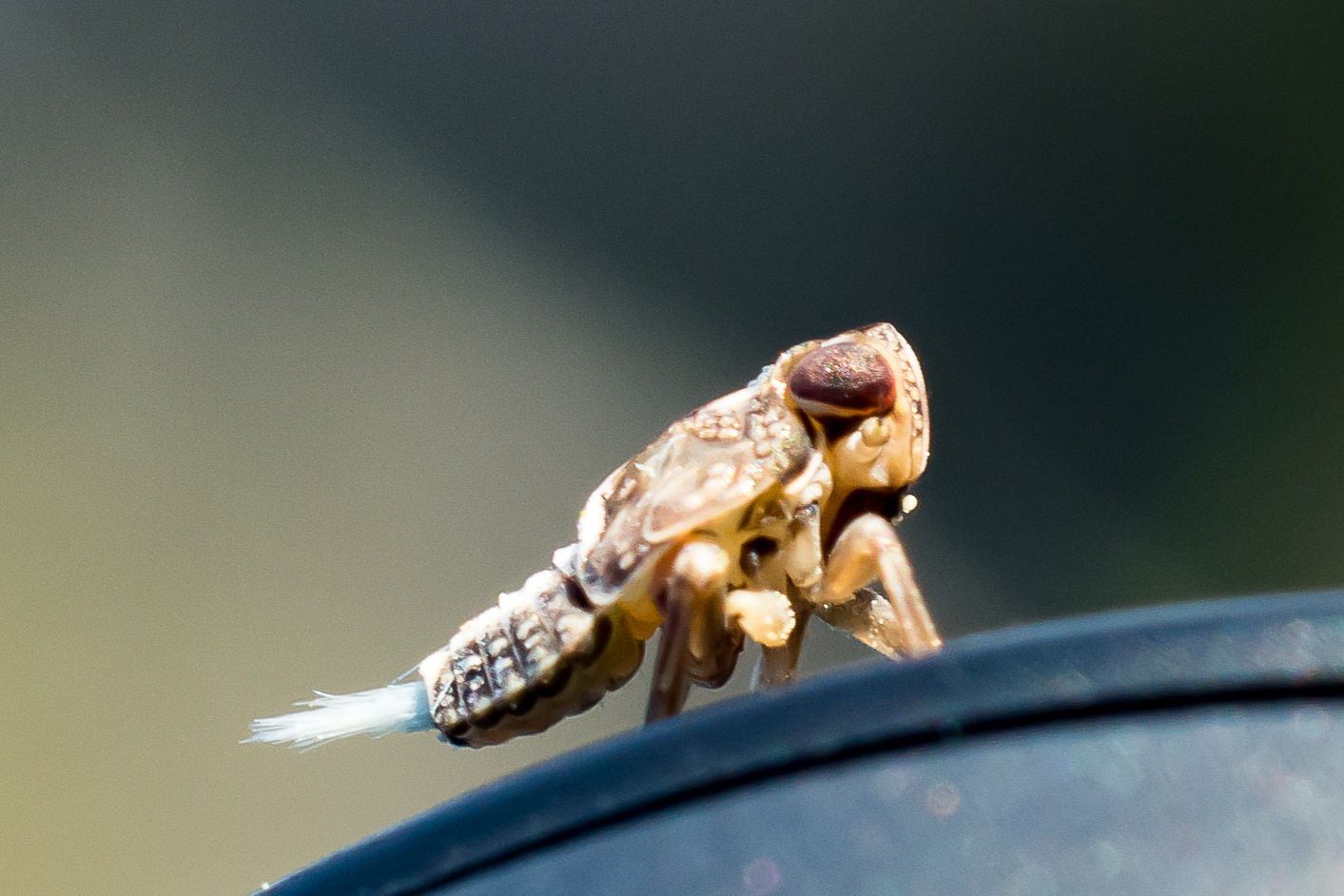 aus der Steinzeit Macro