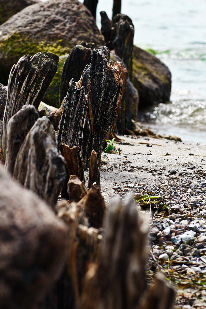 Aus der Strandfroschperspektive !