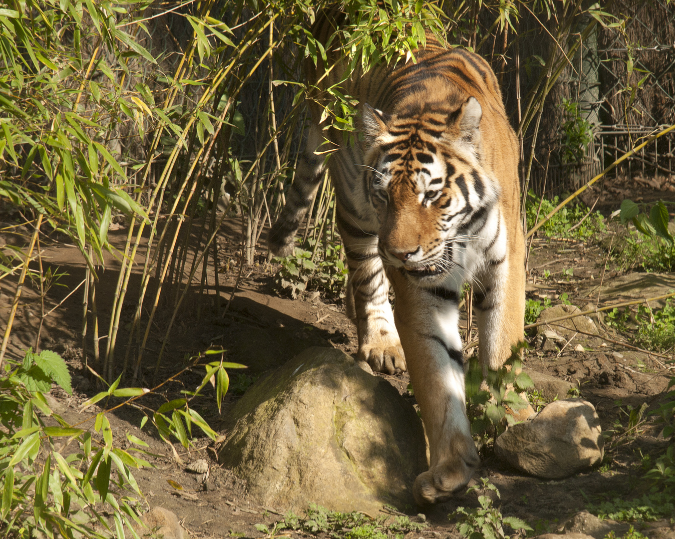 Aus der Tierwelt Asiens