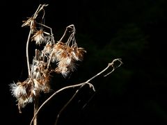 Aus der Traum, es wird Nacht