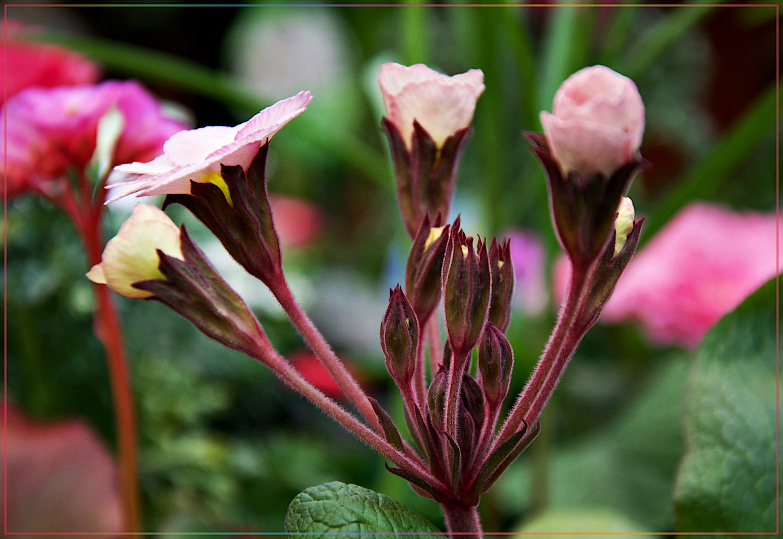 Aus der Vielfalt der Blumen...