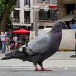 aus der Vogelperspektive...