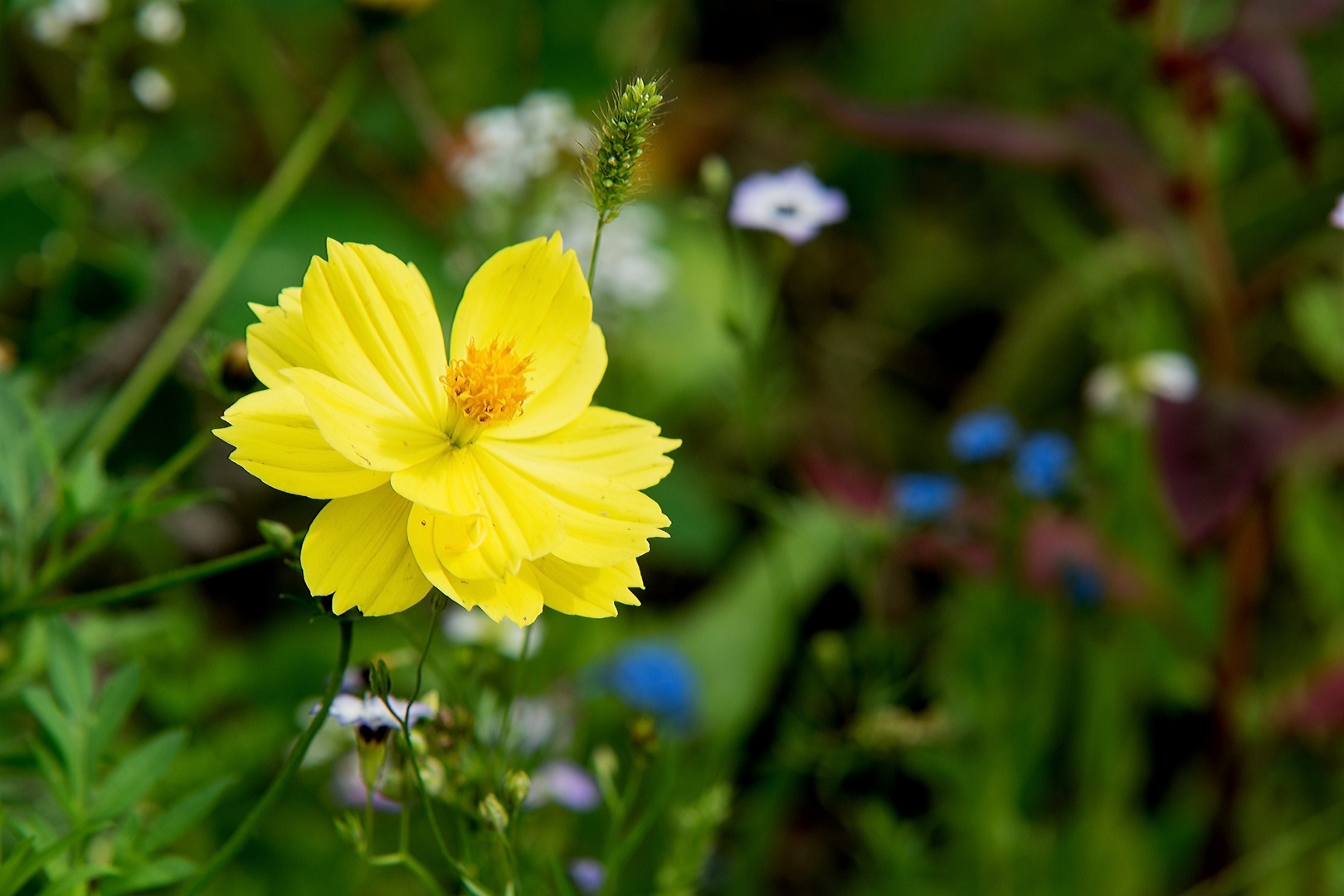 Aus der Wildblumenwiese in meinem Garten Foto &amp; Bild