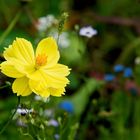 Aus der Wildblumenwiese in meinem Garten